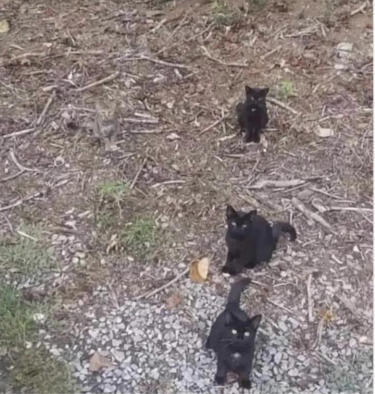 You have the eyes of a hawk if you can see all FOUR cats in this optical illusion.