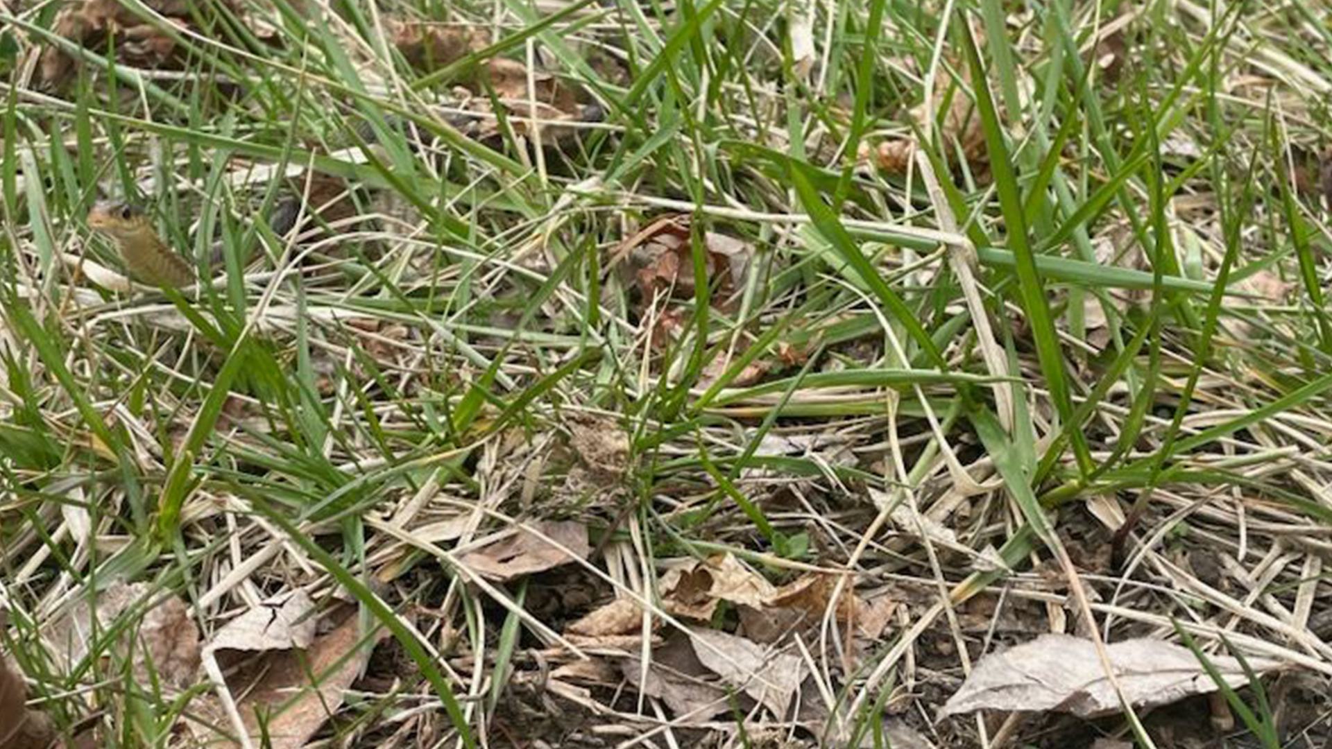 You might have the eyes of a hawk if you can spot a camouflaged snake in the grass in this 'combination' optical illusion