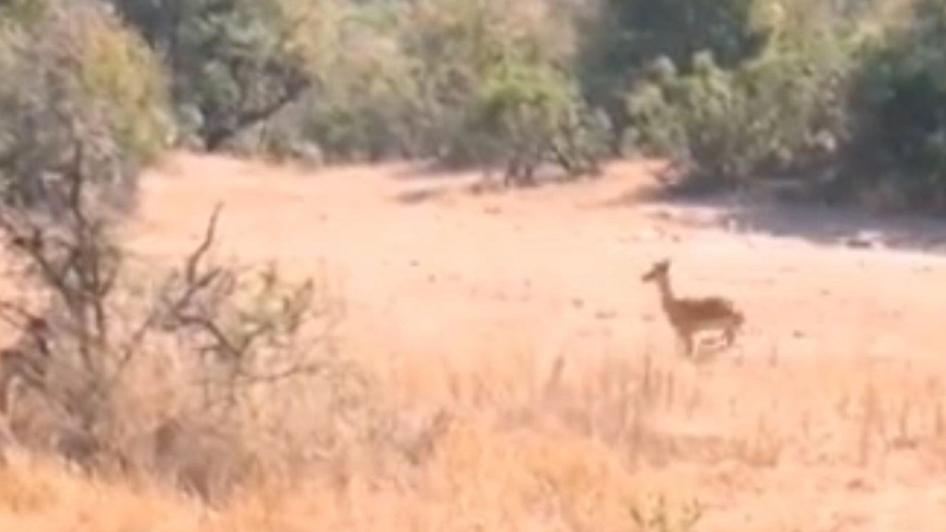 You've got the eyes of a hawk if you can spot a leopard on the prowl before it pounces on its prey in this video.