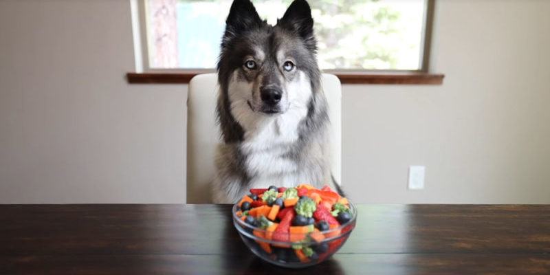 4 dogs were left alone with snack trays in the room.  Can I resist?