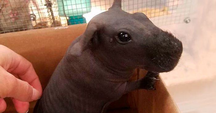 8 hairless guinea pigs you might mistake for little hippos