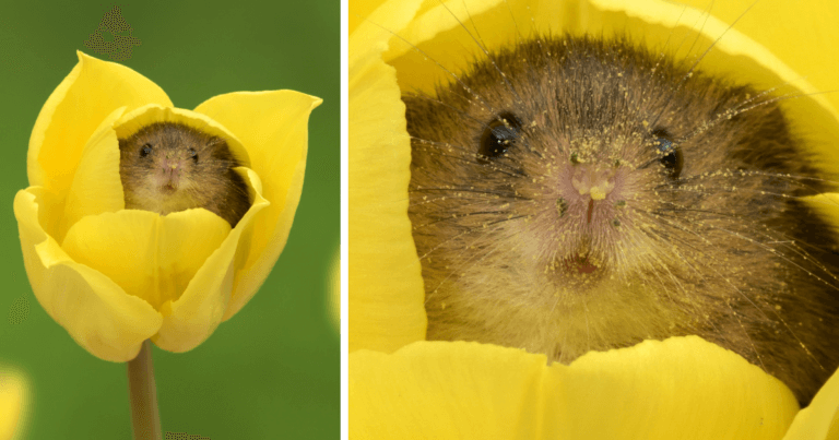 A British photographer tiptoed through the tulips to capture a rat harvest, and the result will give you positive vibes and brighten your day.