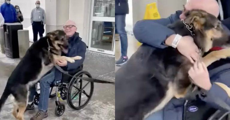 A German Shepherd Dog is emotionally reunited with its owner, who survived a stroke