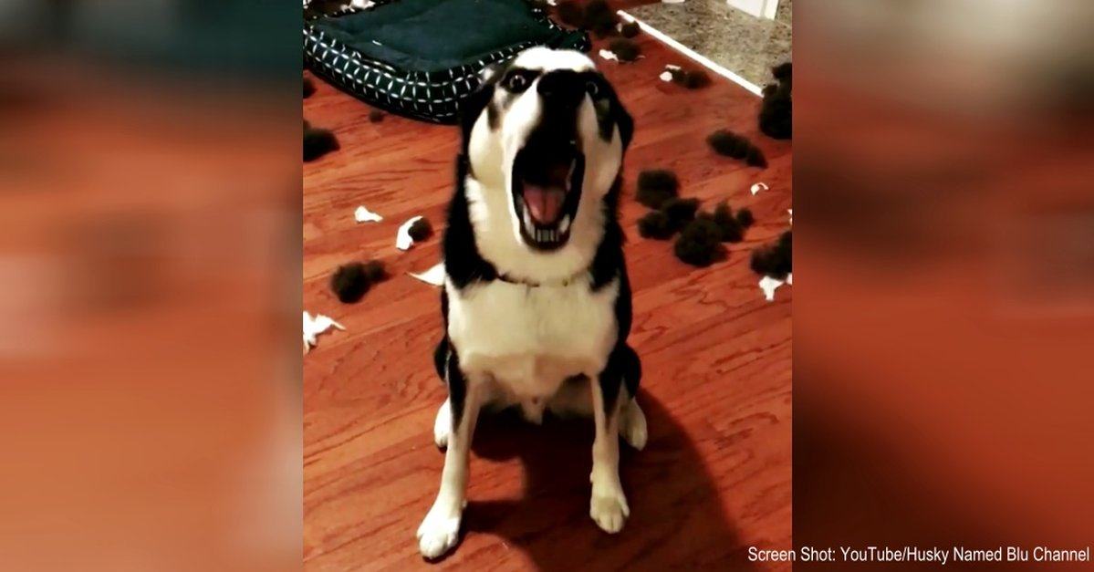 A Siberian Husky responds to his mother in a hilarious video.  Funny talking huskies will brighten up your day.