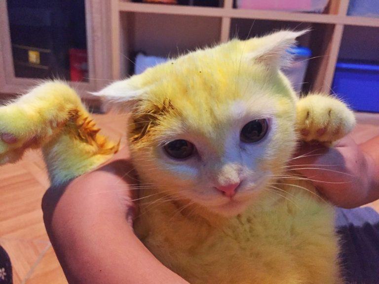 A Thai woman turned her cat yellow to try to save her life!