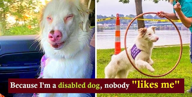 A blind and deaf dog gives advice, shows us how to survive in life despite human shortcomings