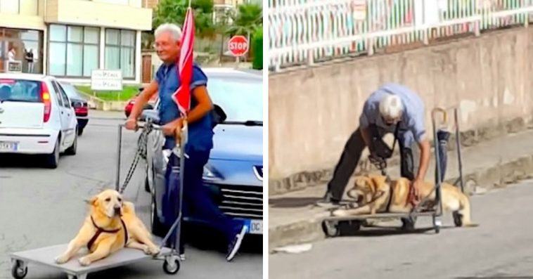 A caring and dedicated grandfather assembles a stroller for him to walk his ailing old dog every day