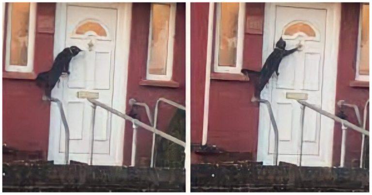 A cat goes viral in a video after it was seen knocking on a door like a human