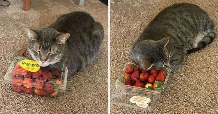 A cat's favorite sleeping companion is a box of strawberries