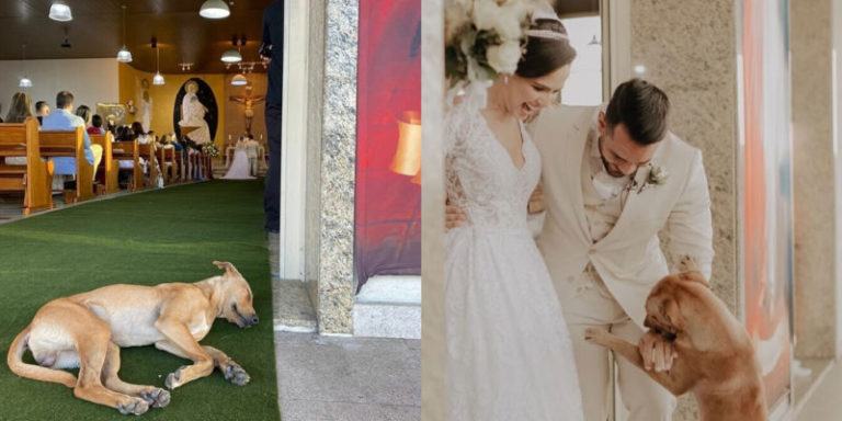 A couple's wedding was overrun by a wild dog, and what happens next will shock you