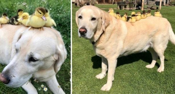 A cute and cuddly labrador has become a parent to 9 orphaned ducklings, showing their love and care