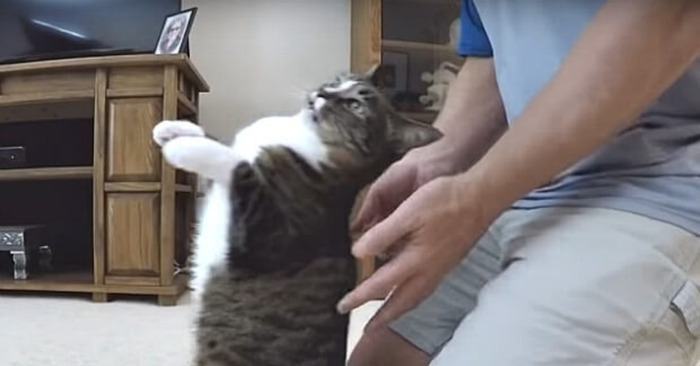 A cute cat who loves to do "trust" in his owner's arms and that's the cutest thing ever