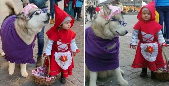 A cute little girl dressed as Little Red Riding Hood and her husky "Evil Wolf" caused a fever because it was so cute