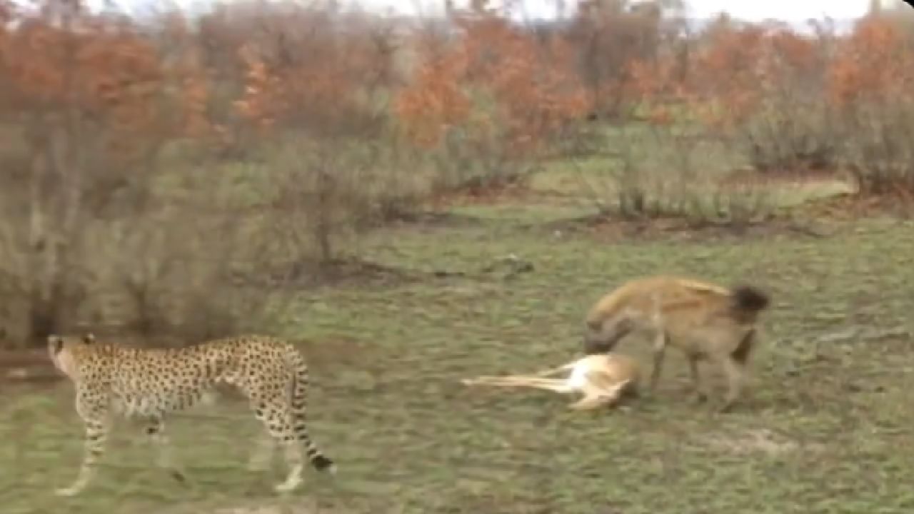 A deer used a great brain with a leopard and a hyena, people say - he should win an Oscar!