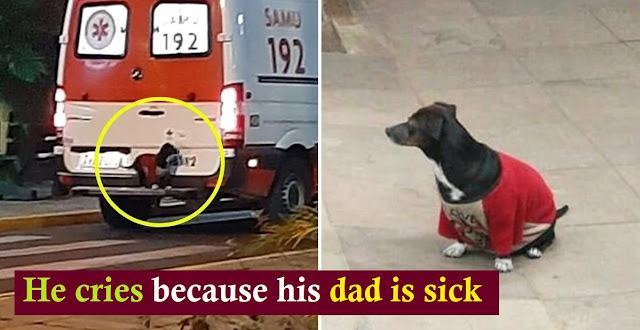 A devoted father rushes into an ambulance to take his owner to the hospital after he fell ill while walking his pet in Brazil