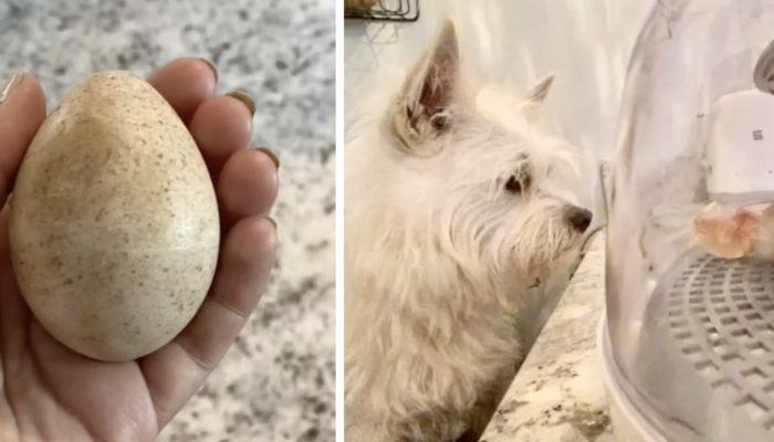 A dog discovers a mysterious egg in the woods and refuses to leave it until it mysteriously hatches