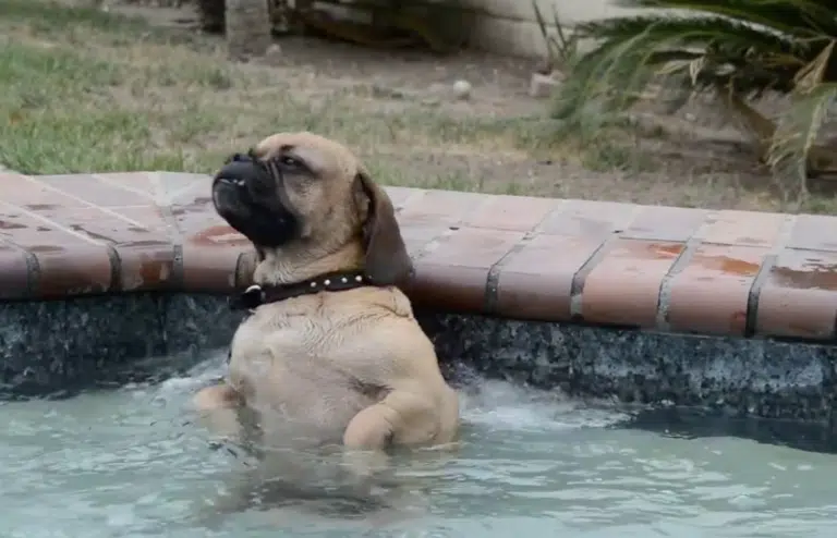 A dog discovers the relaxing sensation of a jet in a jacuzzi