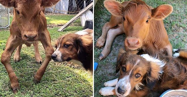 A failed herding dog meets a disabled calf and decides to become her new guardian