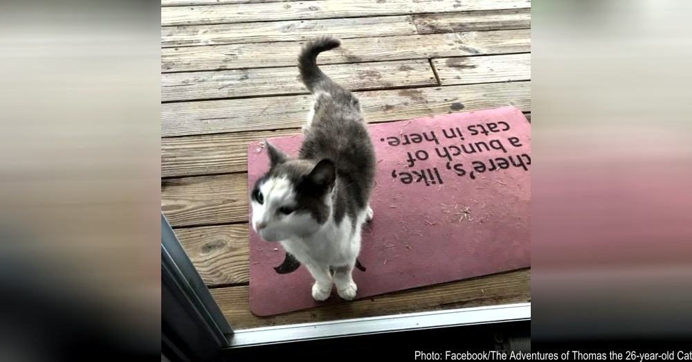 A feral cat begging for help