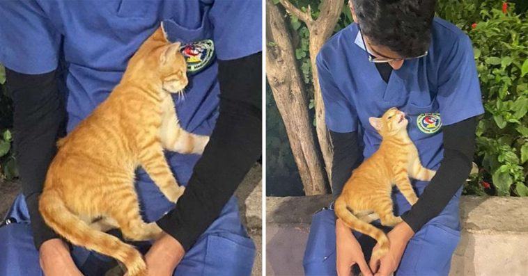 A feral cat seems to be comforting a very tired nurse during her brief break