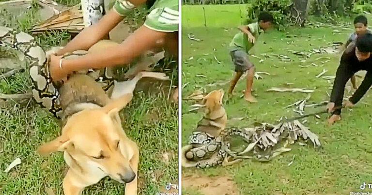 A giant snake wrapped around a pet dog causing it to suffocate, but brave boys used ticks to chase it away until it disappeared