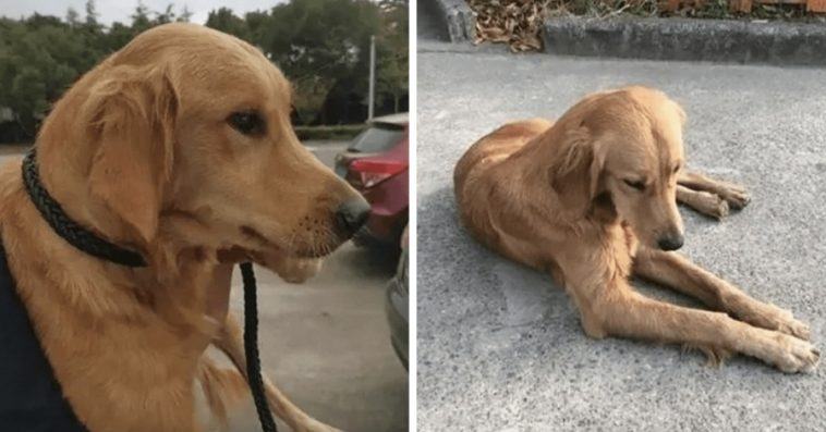 A golden retriever walks more than 60 miles in 2 weeks to get home