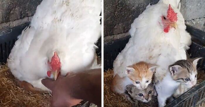 A guy caught his hen taking care of three orphaned kittens and filmed it in a viral video