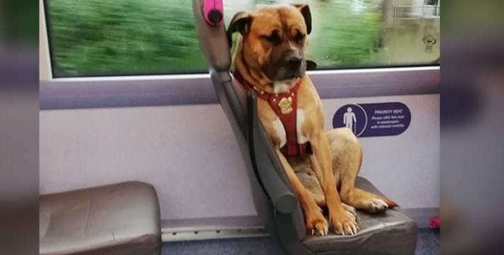 A heartbroken and sad dog found riding a bus alone needs a permanent home after no one came to look for it