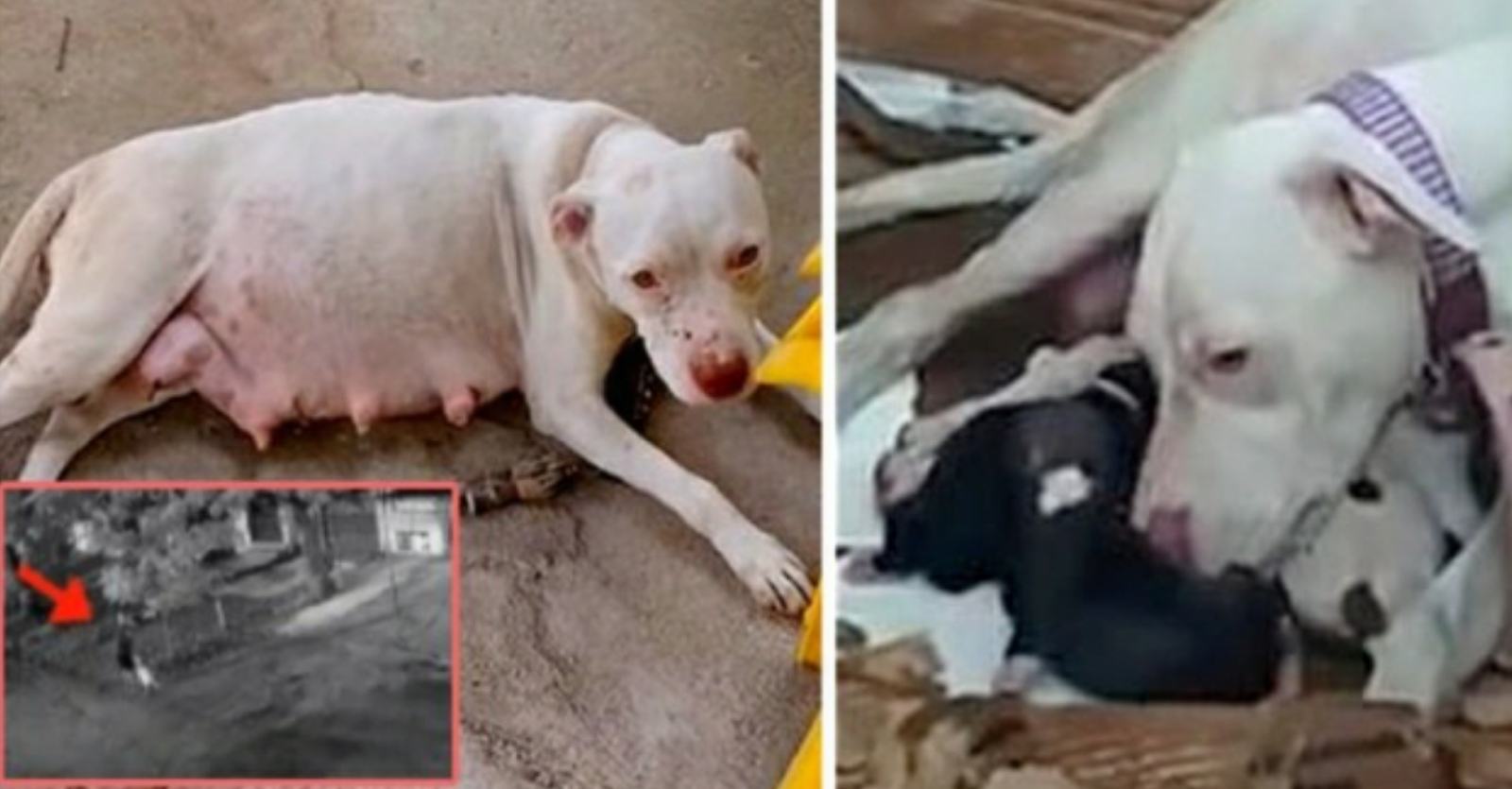 A helpless and sad pregnant pit bull leaves the park 3 days before she gives birth