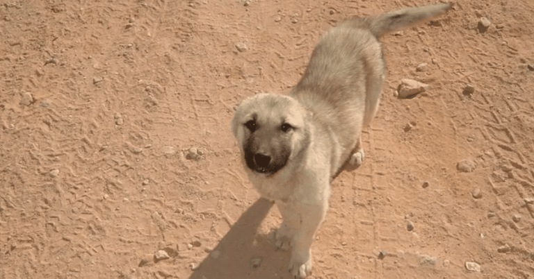 A homeless dog followed a marine for more than 70 miles to prove they were meant to be together.