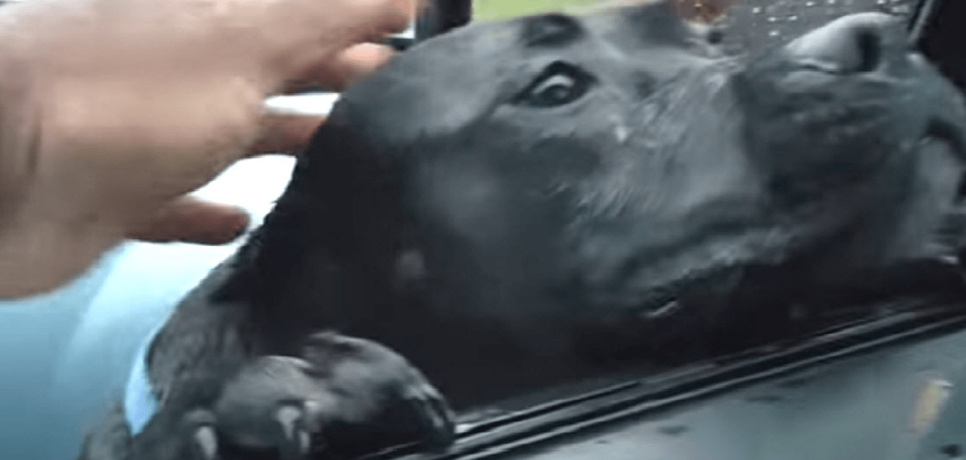 A hungry stray dog ​​approached a stranger's car, and the stranger made the mistake of feeding it