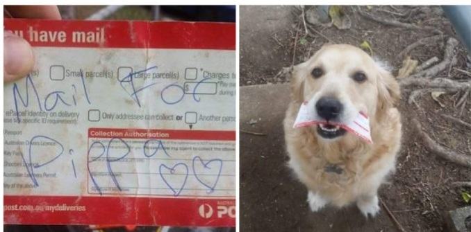 A kind Australian postman makes sure his favorite dog, who waits for him every day, gets a letter every day even if there's no mail for her.