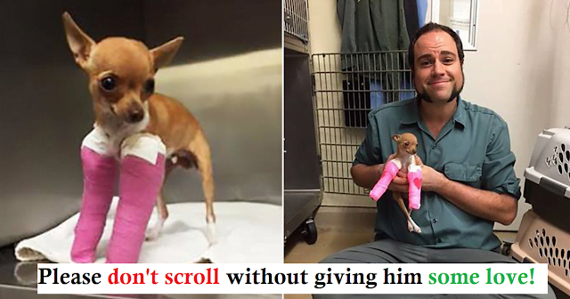 A little chihuahua rescued from a trash can is now in safe hands