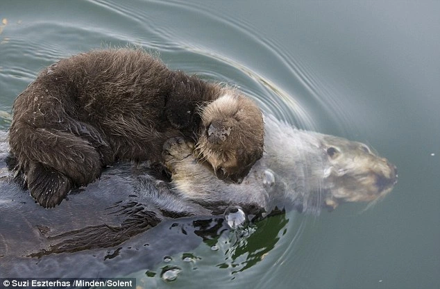 A loyal and loving mother otter makes an amusing pose to lift her young out of the water and place her on her belly to keep her dry and warm.