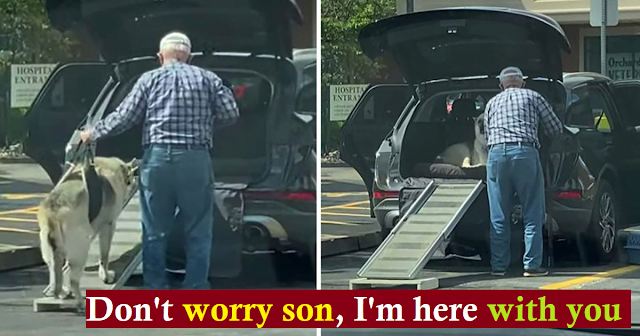 A man builds a ramp to help his old dog get into his car