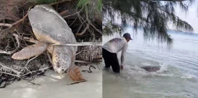 A man discovers a "dead" giant sea turtle stuck on land and brings it back to life