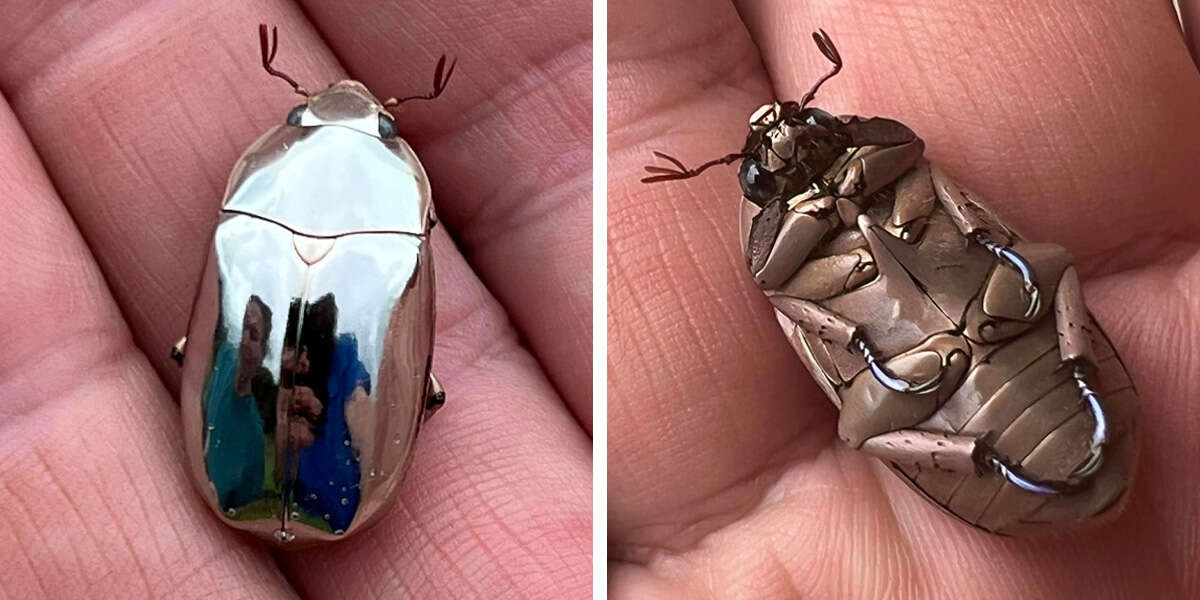 A man finds an amazing bug that is almost too awesome to be true