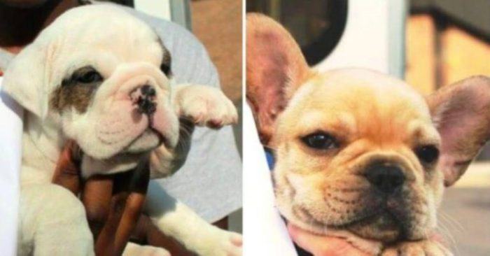 A man foresaw the gruesome fate of 26 puppies stolen from a large car and intubated