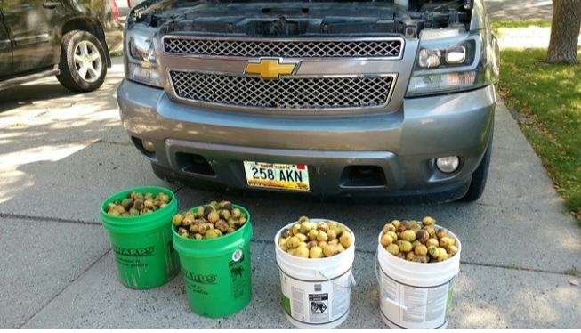 A man found 175 kg of nuts under the hood of his truck, hidden by a squirrel while on a business trip