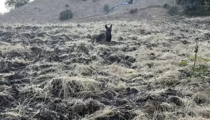 A man noticed an unusual animal and promptly helped