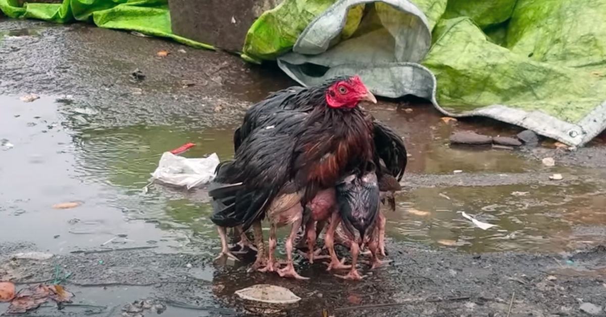 A mother hen was filmed protecting her chicks from heavy rain under her wings