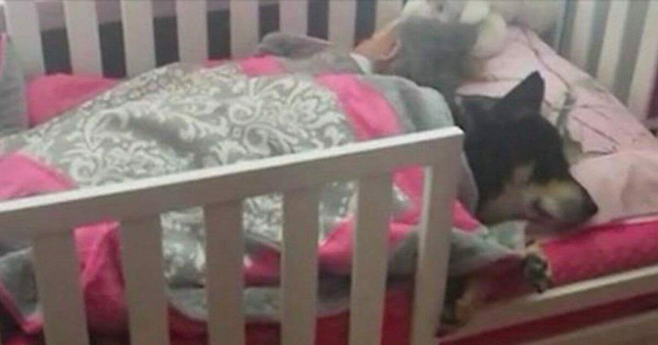 A mother thought her dog was lost until she found him sleeping next to her newborn baby