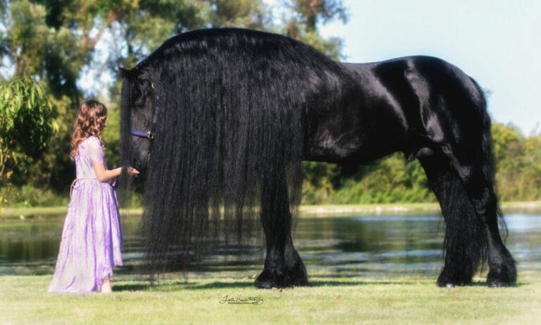 A photographer's once-in-a-lifetime experience working with the legendary Friesian stallion