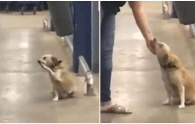 A pitiful dog abandoned near the supermarket gate wags its tail to passersby in the hope of being adopted