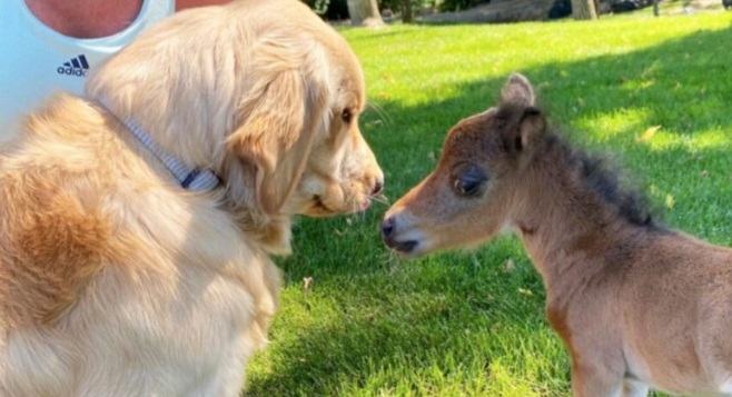 A pony without friends because of its overprotective mother becomes friends with the dogs on the farm