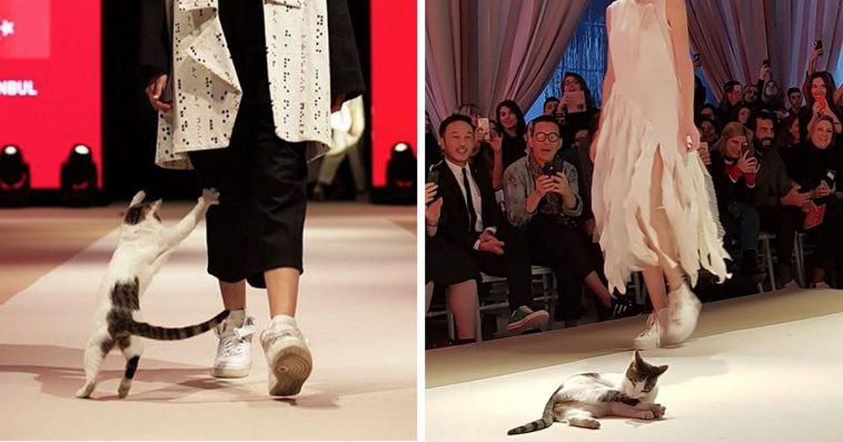 A random cat shows up at a fashion show and gives the word "catwalk" its true meaning