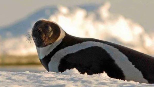 A rare seal shows its beautiful stripes for the first time!