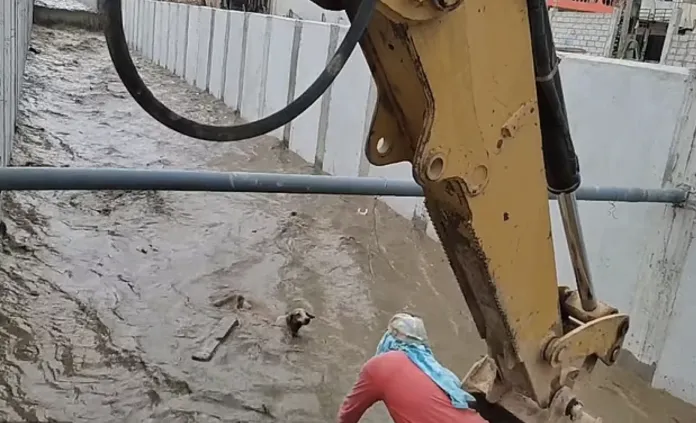 A recording that touches the heart.  Heroic workers come together to save a drowned puppy from an irrigation canal