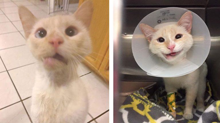 A rescued cat transforms a broken jaw into a beautiful, grin