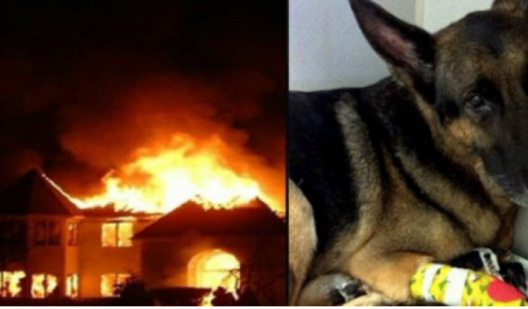 A retired German shepherd K9 helps firefighters rescue two children from a burning house